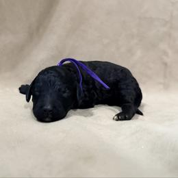 Zira - Purple Band Girl - Black female Poodle puppy in Plainfield, New Jersey from Caris Paws Poodles and Labradoodles