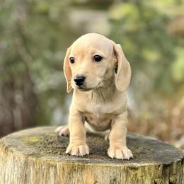 Dachshund Puppies from Northwest Dachshunds