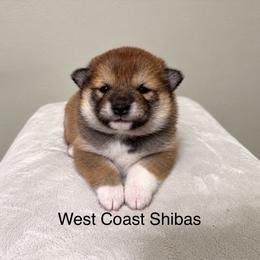 Trish - Red female Shiba Inu puppy in Portland, Oregon from West Coast Shibas
