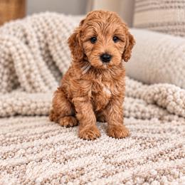 Light Blue Collar - Red  male Goldendoodle puppy in Somerville, Alabama from Southern Enchanted Doodles