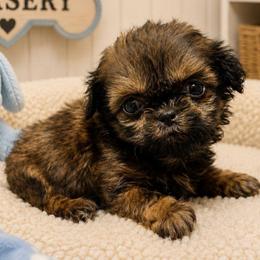 Puppy 5 - Red female Shih Tzu puppy in Lone Oak, Texas from PDF Kennels