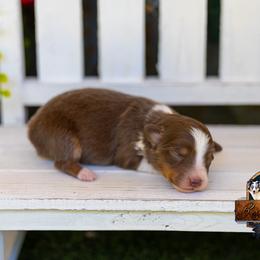 Coral - Red tri female Toy Australian Shepherd puppy in Granbury, Texas from Best Little Aussies