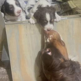 English Springer Spaniel Puppies from Desert Shadow Springers