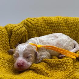 Daisy - Buff and white female Cockapoo puppy in Claremont, North Carolina from Magnolia Grove Farms