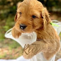 Goldendoodle Puppies from Ruby Pupper Doodles
