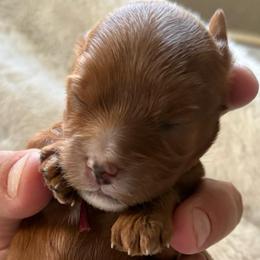 Smallest Red Female with white markings - Red female Cavapoo puppy in Gilbert, Arizona from Arizona Toy Cavapoos – Health‐Tested & Home‐Raised