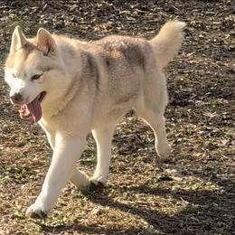 Ember - Siberian Husky