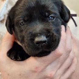Call Me - Black female Labrador Retriever puppy in Martinsburg, West Virginia from Fetching Labrador Retrievers