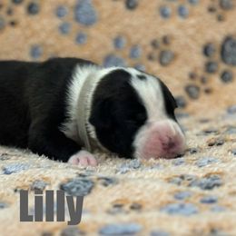 Boxer Puppies from Tommaso AKC Boxers