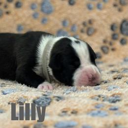 Boxer Puppies from Tommaso AKC Boxers