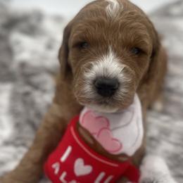 Goldendoodle Puppies from Graystone Doodles