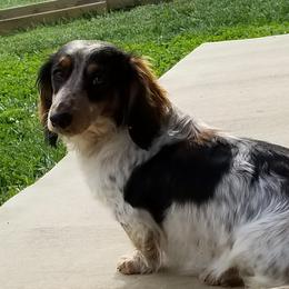 Autumn - Dachshund