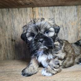 Ridley - Brindle and white male Shih Tzu puppy in Mountain Grove, Missouri from Precious Puppies