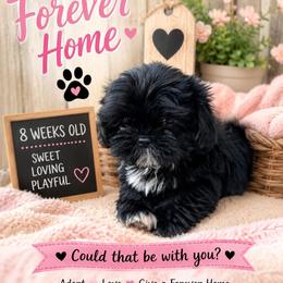 Lily - Black and white female Shih Tzu puppy in Vernon, Texas from Jennifer's Shih Tzus