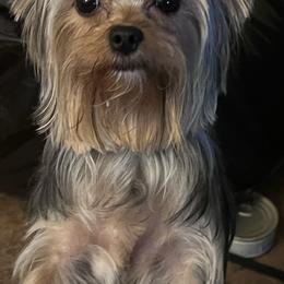 Yorkshire Terrier Puppies from Joy Riley's Yorkies