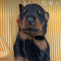 Doberman Pinscher Puppies from Stalaris Dobermans