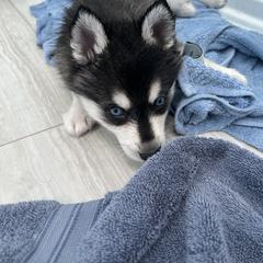 Chase - Black and white male Alaskan Klee Kai puppy in Palm Harbor, Florida from Klee Kai Breeders with Love