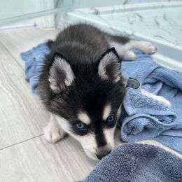 Chase - Black and white male Alaskan Klee Kai puppy in Palm Harbor, Florida from Klee Kai Breeders with Love