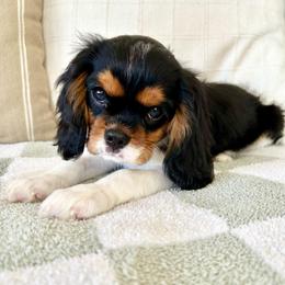 Bandit - Tri-color male Cavalier King Charles Spaniel puppy in Buckeye, Arizona from Parks Cavaliers