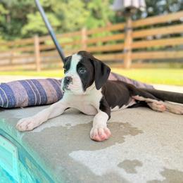 Dolly - Brindle female Boxer puppy in Georgia from Stephanie’s Boxers