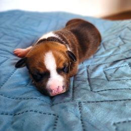 "Autumn Week 1" American Staffordshire Terrier Puppies from MDYC Amstaffs