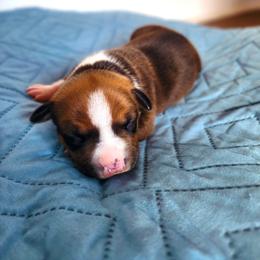 "Autumn Week 1" American Staffordshire Terrier Puppies from MDYC Amstaffs