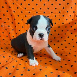 Van - Black and white male Boston Terrier puppy in Fillmore, Illinois from Wind Hill Puppies