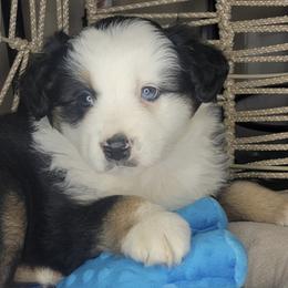 Patch - Black tri male Miniature Australian Shepherd puppy in Lincoln, California from Elegant Aussies