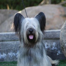 Dreamer - Skye Terrier