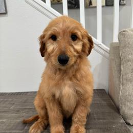 Orange - Red  female Goldendoodle puppy in Bakersfield, California from Lavish Doodles