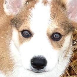 Pembroke Welsh Corgis from Maple Bluff Bernedoodles and Pembroke Welsh Corgis