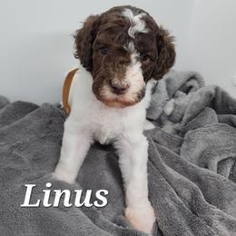 Linus - Parti male Poodle puppy in Dover, Delaware from Dogtastic Poodles