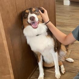Maielle, AKC 1 year old Red Tri Mini Australian Shepherd with Tail - Red tri female Miniature Australian Shepherd puppy in Douglas, Arizona from Starry-Eyed Mini Aussies with Tails