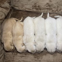 Male 6 - Golden male Golden Retriever puppy in Merrill, Michigan from Happy Tails Family Farm