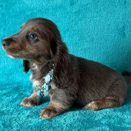 Moose - Blue and tan male Dachshund puppy in Lincoln, Arkansas from Red Dirt Dachshunds