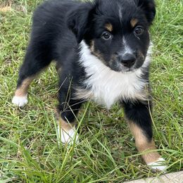 Miniature Australian Shepherd Puppies from Sweet N Sassy  Australian Shepherds