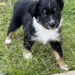Miniature Australian Shepherd Puppies from Sweet N Sassy  Australian Shepherds