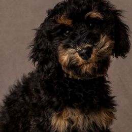 Poodle Puppies from Horse Creek Valley Ranch
