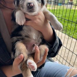 Australian Shepherd Puppies from DB Legends