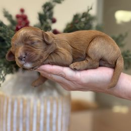 Sully - Red male Cavapoo puppy in Yuciapa, California from AlltheDoodlez_