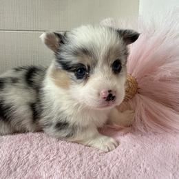 Pippin(blue merle,triple clear) - Blue merle and white female American Corgi puppy in Scottown, Ohio from Wyndy Ridge Corgis