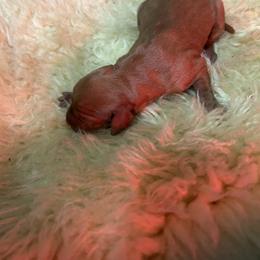 Girl 1 - Golden rust female Vizsla puppy in Sioux County, Iowa from Pheasant Poppers Vizslas