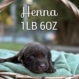 Henna - Chocolate female Dilute Retriever puppy in Puyallup, Washington from 12 Door Farm Labradors