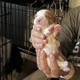 Cavalier King Charles Spaniel Puppies from Foster Cavaliers