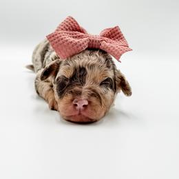 Marshmallow - Brown merle female Aussiedoodle puppy in Sharpsburg, Georgia from Steindoodles