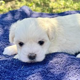 Hanna - White female Coton de Tulear puppy in Mead, Oklahoma from Bar W Cotons