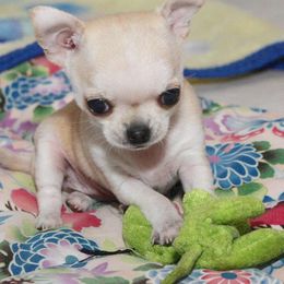 Chihuahua Puppies from Spunkypaws Chihuahuas