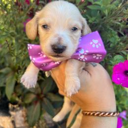 Cream girl two - Cream female Dachshund puppy in Payette, Idaho from NT Mini Doxies