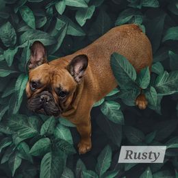 Rusty - French Bulldog