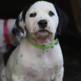 Male 1 - White and black male Dalmatian puppy in Lake Mathews, California from Bully Market